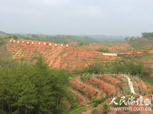 興國縣杰村鄉(xiāng)含田村萬畝油茶