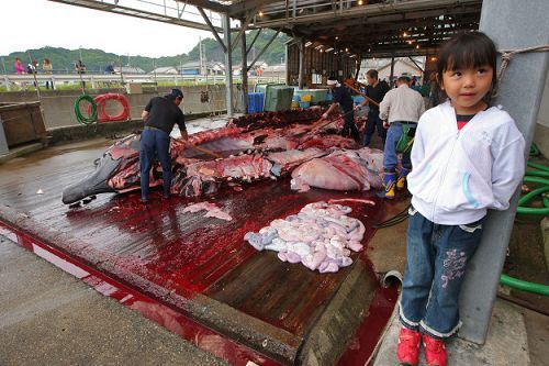 日本屠宰鯨魚現(xiàn)場。