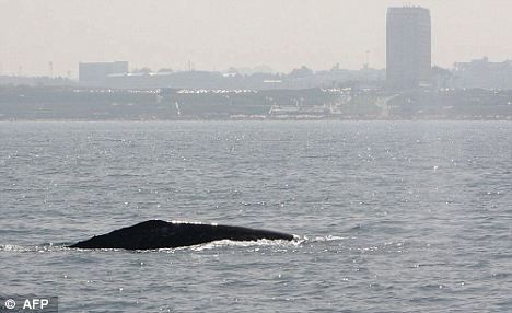 一頭灰鯨在以色列附近地中海海域浮出水面。