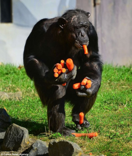 動物園一黑猩猩搶胡蘿卜手口并用模樣可愛（圖）