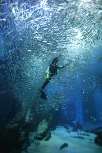 水族館現罕見場景上萬沙丁魚上演銀色漩渦（圖）