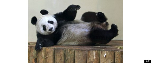 在英國(guó)愛丁堡動(dòng)物園的雌性大熊貓“甜甜”