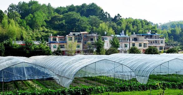 （走基層 聽(tīng)民聲）（4）福建長(zhǎng)汀：昔日禿坡地 今日花果山