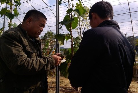 霞浦老支書帶頭致富 履職盡責汗水澆灌幸福花