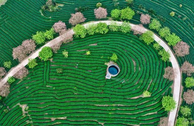 （社會(huì)）（1）福建漳平：打造“花樣”產(chǎn)業(yè)