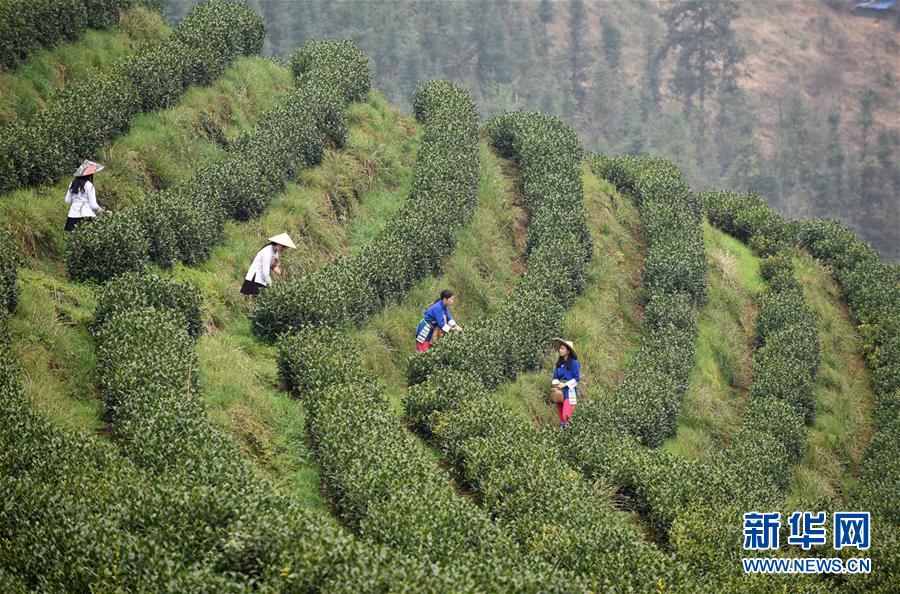 （經(jīng)濟(jì)）（4）貴州春茶陸續(xù)開采