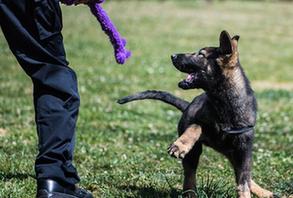 （社會）（1）全國首只克隆警犬正式“入學(xué)”