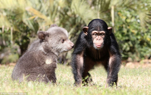 它們在動物園內(nèi)演繹了一段“跨界”友誼，成了形影不離的好朋友。