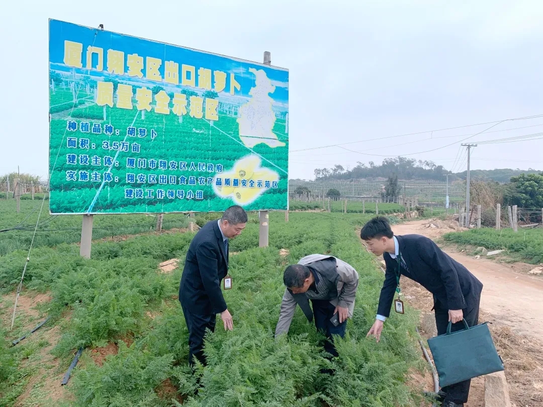 廈門農商銀行客戶經理深入翔安胡蘿卜生產基地了解產銷情況.webp.jpg