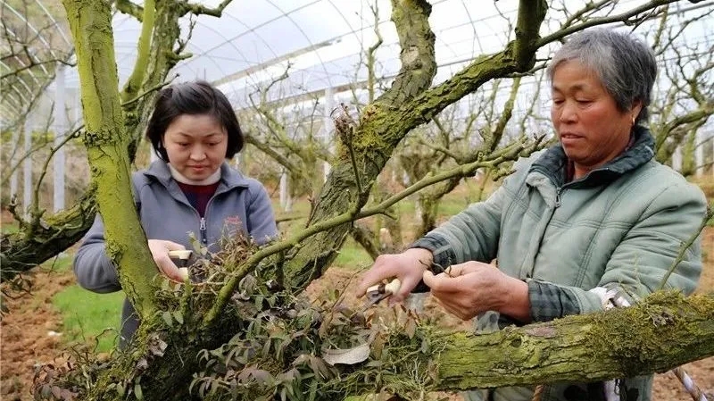 在建寧縣溪口鎮(zhèn)高圳村圍下嘴黃花梨種植基地，陳春花正在采收鐵皮石斛.webp.jpg