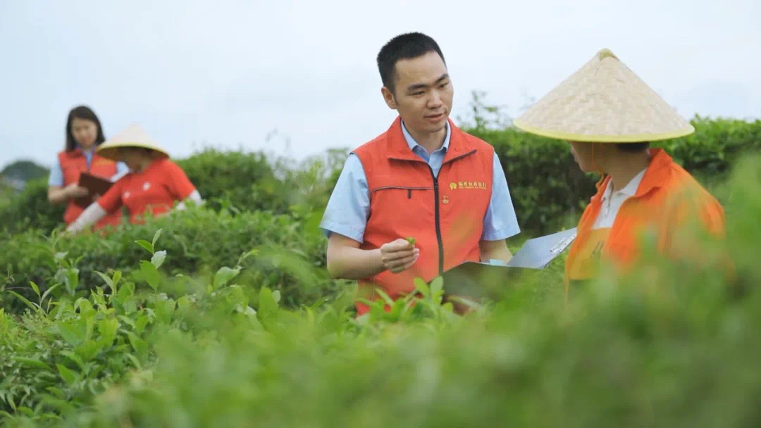 福州農(nóng)商銀行金融助理在茉莉花茶園向茶農(nóng)了解茉莉花種植情況。.jpg