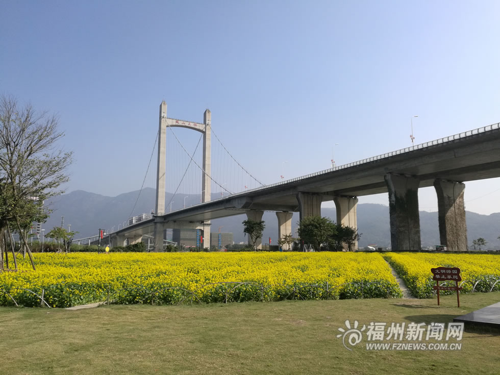 “福州藍(lán)”下，福州公園成金色花海