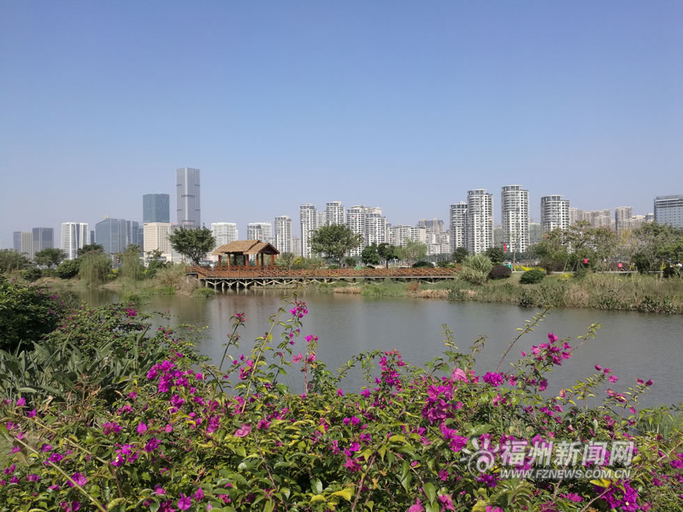 “福州藍(lán)”下，福州公園成金色花海