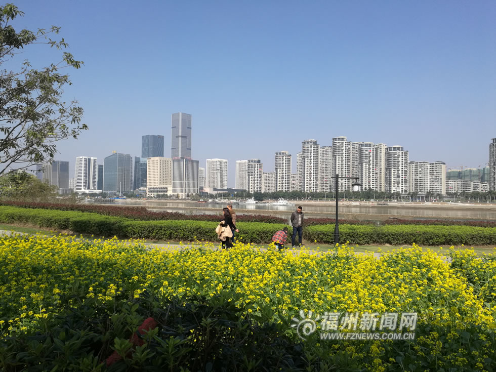 “福州藍(lán)”下，福州公園成金色花海